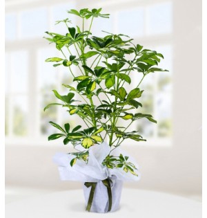 Schefflera İkili Şeflera Çiçeği